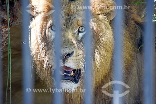  Detail of Lion (Panthera leo) - Rio de Janeiro Zoo  - Rio de Janeiro city - Rio de Janeiro state (RJ) - Brazil