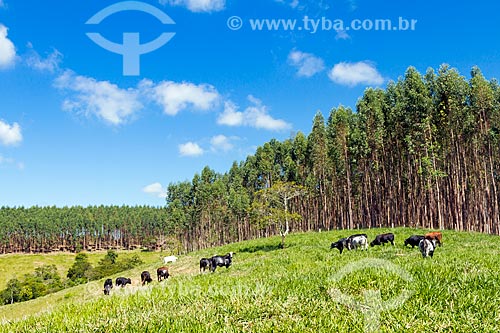  Cattle grazing with eucalyptus plantation in background  - Guarani city - Minas Gerais state (MG) - Brazil