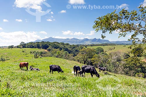  Cattle grazing with Descoberto Mountain Range in background  - Guarani city - Minas Gerais state (MG) - Brazil