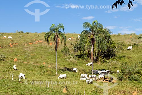  Nelore cattle in pasture  - Guarani city - Minas Gerais state (MG) - Brazil