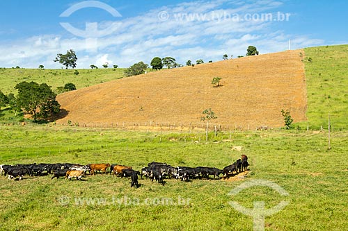  Cattle in pasture  - Guarani city - Minas Gerais state (MG) - Brazil