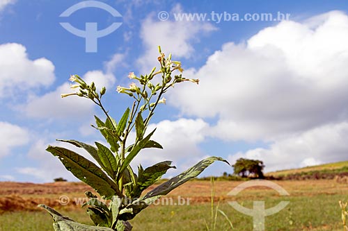  Detail of tobacco plant flower - Guarani city rural zone  - Guarani city - Minas Gerais state (MG) - Brazil