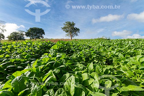  Tobacco plants plantation - Guarani city rural zone  - Guarani city - Minas Gerais state (MG) - Brazil