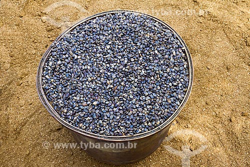  Detail of bucket with seeds of umburana tree (Amburana cearensis) - Guarani city rural zone  - Guarani city - Minas Gerais state (MG) - Brazil