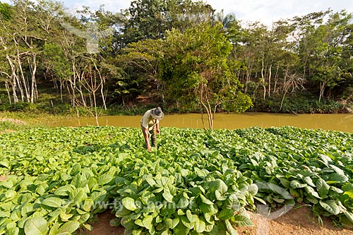  Tobacco plants plantation on the banks of river - Guarani city rural zone  - Guarani city - Minas Gerais state (MG) - Brazil