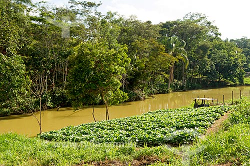  Tobacco plants plantation on the banks of river - Guarani city rural zone  - Guarani city - Minas Gerais state (MG) - Brazil