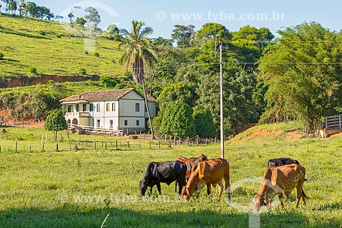  Cattle raising in the pasture with house in the background - Guarani city rural zone  - Guarani city - Minas Gerais state (MG) - Brazil