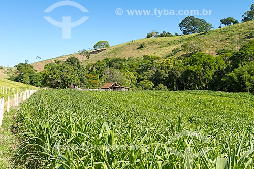  Corn plantation with corral in the background - Guarani city rural zone  - Guarani city - Minas Gerais state (MG) - Brazil