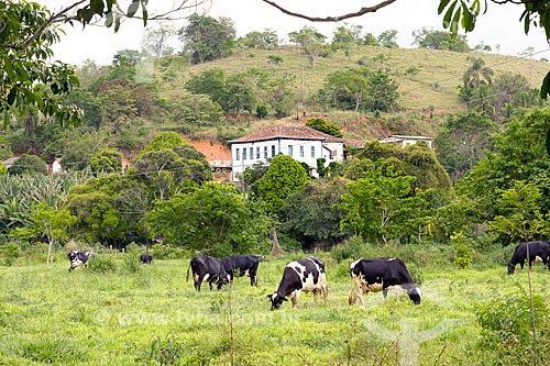  Cattle raising in the pasture with house in the background - Guarani city rural zone  - Guarani city - Minas Gerais state (MG) - Brazil