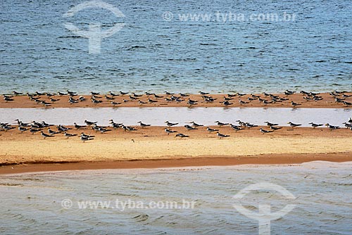  Seagulls on the Arapiuns River  - Santarem city - Para state (PA) - Brazil