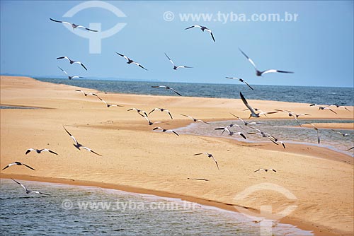  Seagulls on the Arapiuns River  - Santarem city - Para state (PA) - Brazil