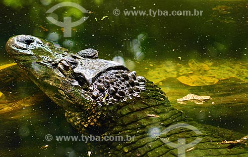  Spectacled caiman (Caiman crocodilus)  - Para state (PA) - Brazil