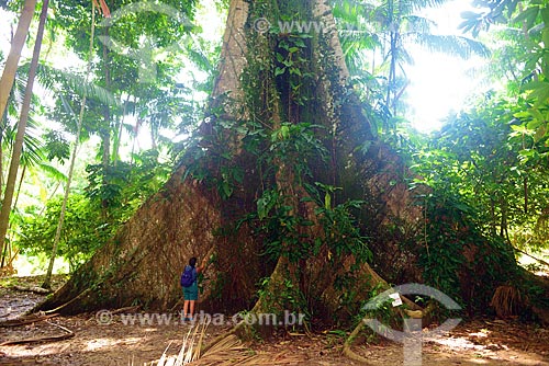  Trunk of Kapok tree (Ceiba pentandra)  - Belem city - Para state (PA) - Brazil