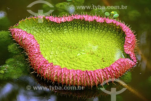  Victoria regia (Victoria amazonica) - also known as Amazon Water Lily or Giant Water Lily  - Para state (PA) - Brazil
