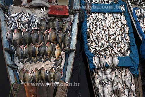  Canoes with fish in the Fish Market in the port of Manaus  - Manaus city - Amazonas state (AM) - Brazil