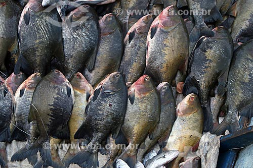  Tambaquis (Colossoma macropomum) in the Fish Market in the port of Manaus  - Manaus city - Amazonas state (AM) - Brazil