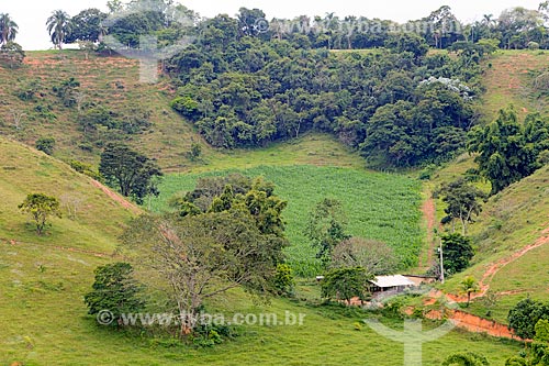  Corn plantation - farm - Guarani city rural zone  - Guarani city - Minas Gerais state (MG) - Brazil