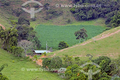  Corn plantation - farm - Guarani city rural zone  - Guarani city - Minas Gerais state (MG) - Brazil