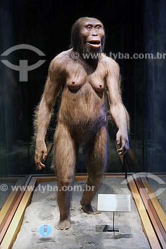  Reconstruction of an adult female Australopithecus afarensis that was named Lucy - part of collection Introduction to Anthropology of the Museo Nacional de Antropologia (National Museum of Anthropology of Mexico)  - Mexico city - Federal District - Mexico