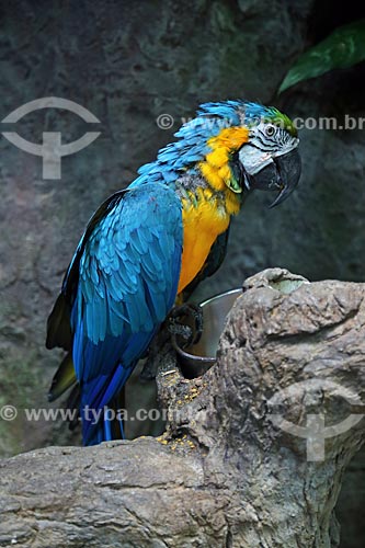  Blue-and-yellow Macaw (Ara ararauna) - also known as the Blue-and-gold Macaw - Acuario de Veracruz (Veracruz Aquarium)  - Veracruz city - Veracruz state - Mexico