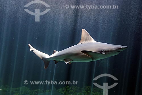  Shark - Acuario de Veracruz (Veracruz Aquarium)  - Veracruz city - Veracruz state - Mexico