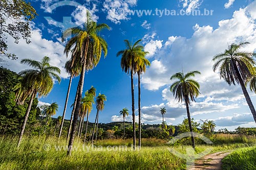  Macauba palm (Acrocomia aculeata) - Cipo Mountains  - Santana do Riacho city - Minas Gerais state (MG) - Brazil
