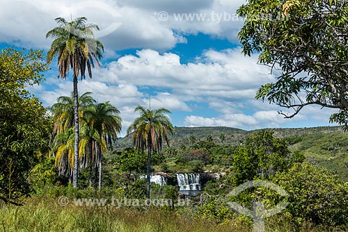  Macauba palm (Acrocomia aculeata) near to Grande Waterfall - Cipo Mountains  - Santana do Riacho city - Minas Gerais state (MG) - Brazil