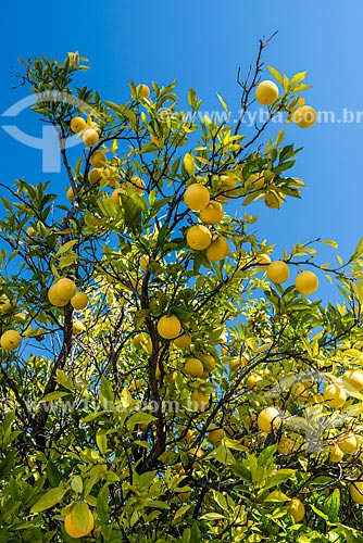  Orange still at orange tree (Citrus sinensis) - Cipo Mountains  - Santana do Riacho city - Minas Gerais state (MG) - Brazil