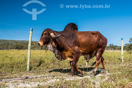  Cattle raising in the pasture near to Serra do Cipo National Park  - Santana do Riacho city - Minas Gerais state (MG) - Brazil