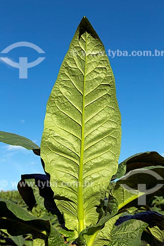  Detail of tobacco plants plantation - Guarani city rural zone  - Guarani city - Minas Gerais state (MG) - Brazil