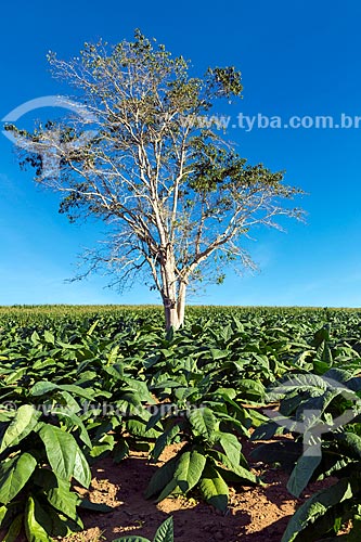  Tobacco plants plantation - Guarani city rural zone  - Guarani city - Minas Gerais state (MG) - Brazil