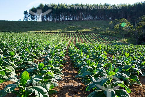  Tobacco plants plantation - Guarani city rural zone with eucalyptus plantation in the background  - Guarani city - Minas Gerais state (MG) - Brazil
