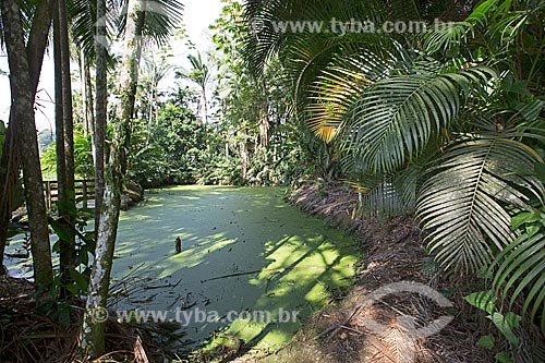  Detail of lagoon with lemna gibba - one of the smallest aquatic plants in the world - Garden of Hemerocallis - Agricola da Ilha  - Joinville city - Santa Catarina state (SC) - Brazil
