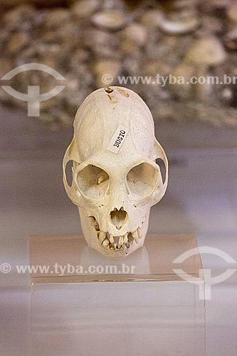  Detail of black howler (Alouatta caraya) skeleton on exhibit - Arqueological Museum of  Sambaqui from Joinville  - Joinville city - Santa Catarina state (SC) - Brazil