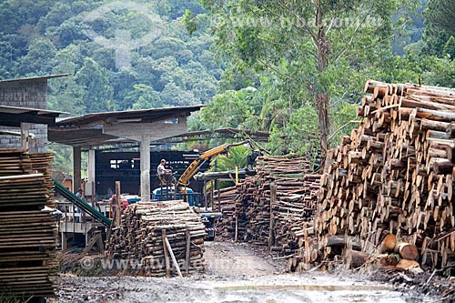  Sell Logging - Km 110 of Ralf Knaesel Highway (SC-416)  - Pomerode city - Santa Catarina state (SC) - Brazil