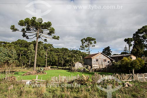  Colonist house with araucarias (Araucaria angustifolia) on the banks of the Sun Route - RS-453 Highway  - Rio Grande do Sul state (RS) - Brazil