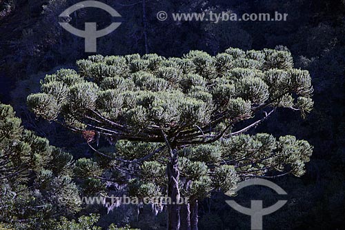  Detail of araucaria (Araucaria angustifolia) - Caracol State Park  - Canela city - Rio Grande do Sul state (RS) - Brazil