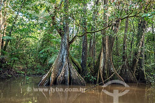  Detail of trunk tree - Amazonas Igarape - Iratapuru Sustainable Development Reserve  - Laranjal do Jari city - Amapa state (AP) - Brazil