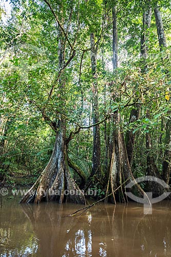  Detail of trunk tree - Amazonas Igarape - Iratapuru Sustainable Development Reserve  - Laranjal do Jari city - Amapa state (AP) - Brazil
