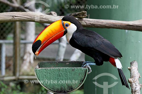  Detail of toco toucan (Ramphastos toco)  - Manaus city - Amazonas state (AM) - Brazil