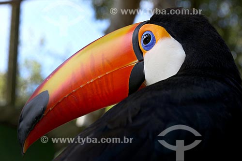  Detail of toco toucan (Ramphastos toco)  - Manaus city - Amazonas state (AM) - Brazil