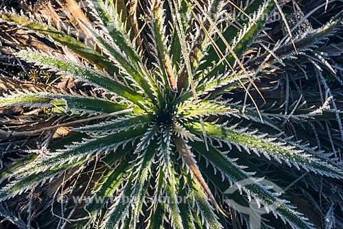  Typical vegetation - Mantiqueira Mountain Range - Itatiaia National Park  - Itatiaia city - Rio de Janeiro state (RJ) - Brazil