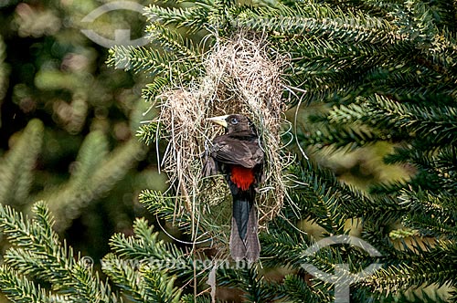  Detail of  red-rumped cacique (Cacicus haemorrhous) perched on the nest  - Parana state (PR) - Brazil