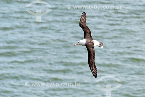  Detalhe de black-browed albatross (Thalassarche melanophris) flying - Estrecho de Magallanes (Strait of Magellan)  - Tierra del Fuego Province - Chile