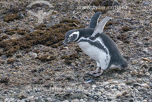  Detail of magellanic penguin (Spheniscus magellanicus) - Estrecho de Magallanes (Strait of Magellan)  - Tierra del Fuego Province - Chile