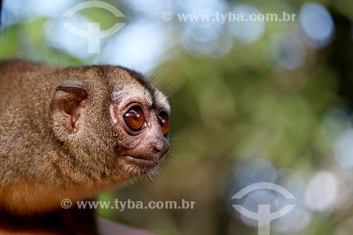  Detail of three-striped night monkey (Aotus trivirgatus) - also known as Northern night monkey  - Manacapuru city - Amazonas state (AM) - Brazil