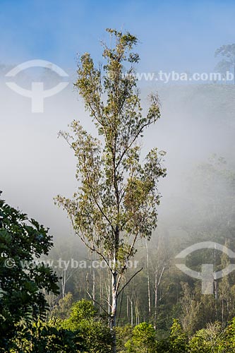  Eucalyptus - Visconde de Maua district rural zone  - Resende city - Rio de Janeiro state (RJ) - Brazil