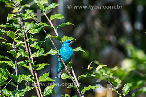  Detail of Blue dacnis (Dacnis cayana) - also known as Turquoise honeycreeper - Serrinha do Alambari APA  - Resende city - Rio de Janeiro state (RJ) - Brazil