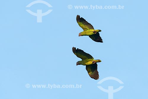  Detail of red-tailed amazons (Amazona brasiliensis) - Superagui National Park  - Guaraquecaba city - Parana state (PR) - Brazil