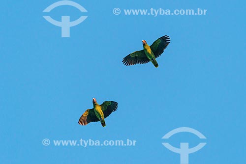  Detail of red-tailed amazons (Amazona brasiliensis) - Superagui National Park  - Guaraquecaba city - Parana state (PR) - Brazil